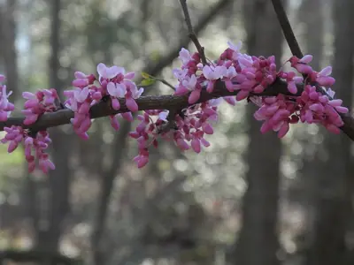 Eastern Redbud (Cercis canadensis) - real photo