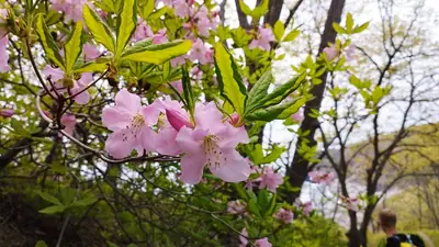 Rhododendron - real photo