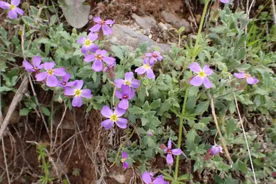 Rock Cress (Aubrieta) - real photo