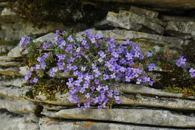 Rock Cress (Aubrieta) - real photo