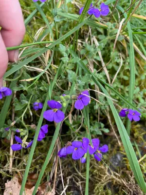 Rock Cress (Aubrieta) - real photo