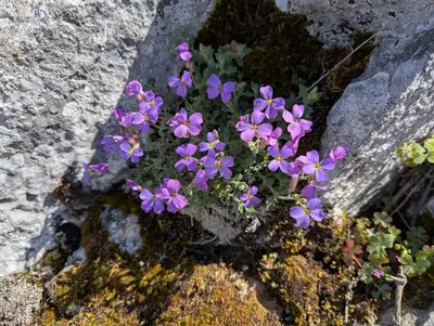 Rock Cress (Aubrieta) - real photo