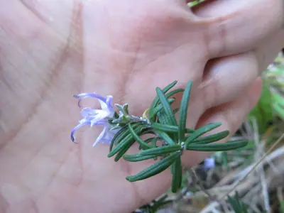 Rosemary (Salvia rosmarinus) - real photo
