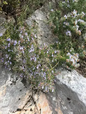 Rosemary (Salvia rosmarinus) - real photo