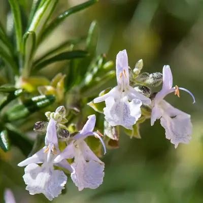 Rosemary (Salvia rosmarinus) - real photo