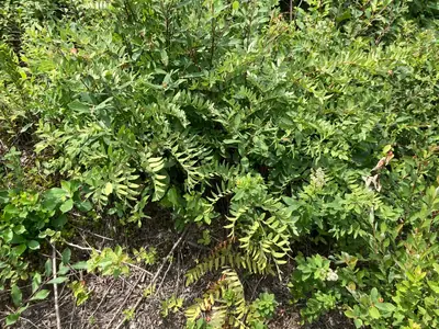 Royal Fern (Osmunda regalis) - real photo
