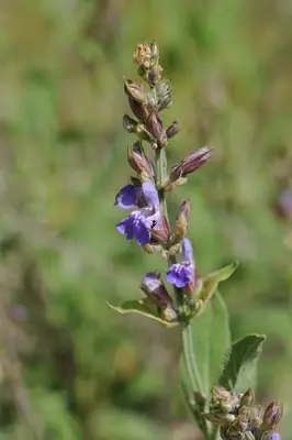 Sage (Salvia officinalis) - real photo