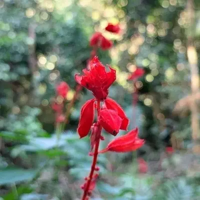 Salvia (Annual) (Salvia splendens) - real photo
