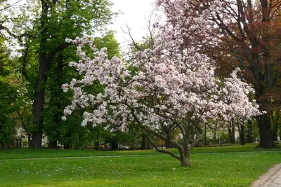 Saucer Magnolia (Magnolia × soulangeana) - real photo