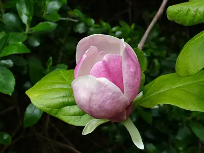 Saucer Magnolia (Magnolia × soulangeana) - real photo