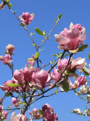 Saucer Magnolia (Magnolia × soulangeana) - real photo