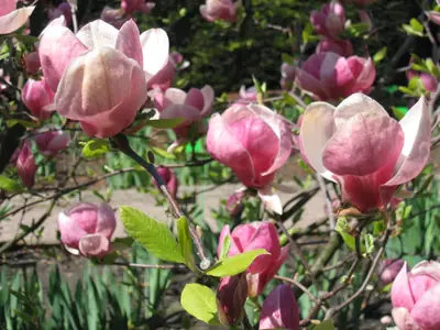 Saucer Magnolia (Magnolia × soulangeana) - real photo