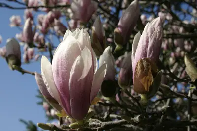 Saucer Magnolia (Magnolia × soulangeana) - real photo