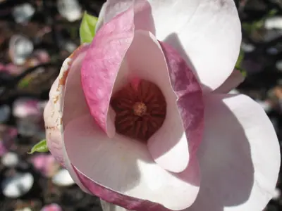 Saucer Magnolia (Magnolia × soulangeana) - real photo