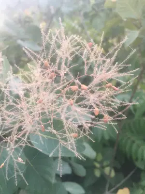 Smokebush (Cotinus coggygria) - real photo