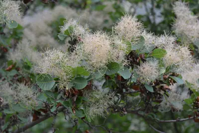 Smokebush (Cotinus coggygria) - real photo