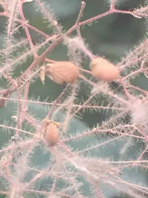 Smokebush (Cotinus coggygria) - real photo