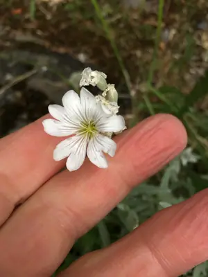 Snow-in-Summer (Cerastium tomentosum) - real photo