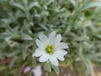 Snow-in-Summer (Cerastium tomentosum) - real photo