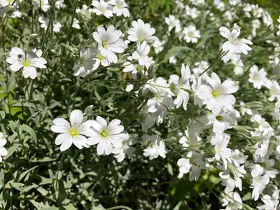 Snow-in-Summer (Cerastium tomentosum) - real photo