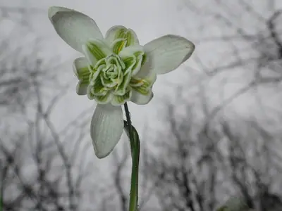 Snowdrop (Galanthus) - real photo