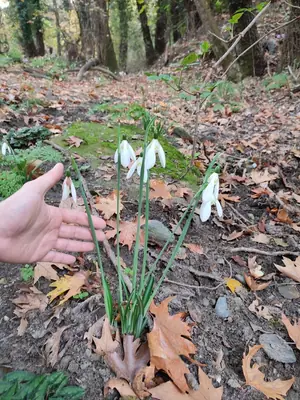 Snowdrop (Galanthus) - real photo