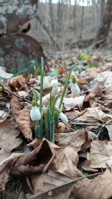 Snowdrop (Galanthus) - real photo