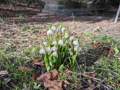 Snowflake (Leucojum) - real photo