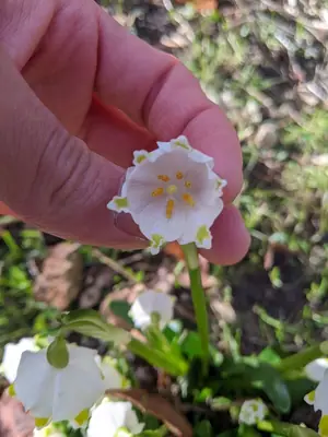 Snowflake (Leucojum) - real photo