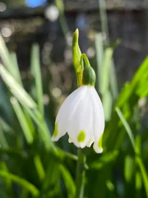 Snowflake (Leucojum) - real photo