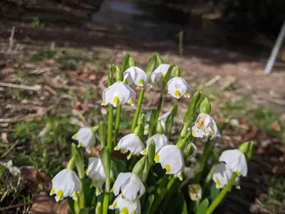 Snowflake (Leucojum) - real photo