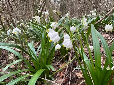 Snowflake (Leucojum) - real photo