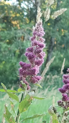 Spirea (Spiraea) - real photo