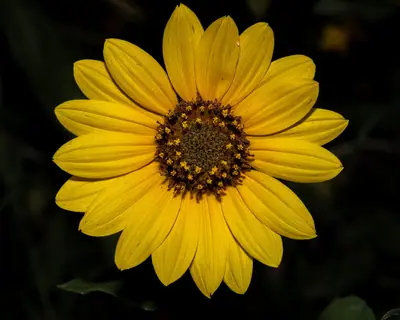 Sunflower (Helianthus annuus) - real photo