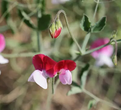 Sweet Pea (Lathyrus odoratus) - real photo