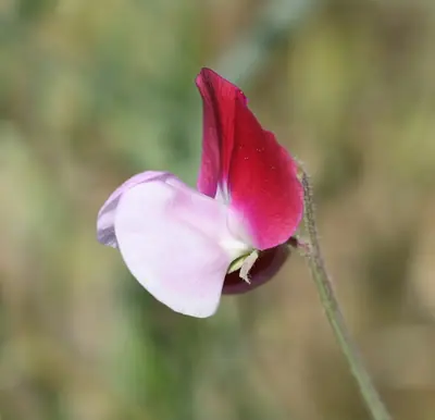 Sweet Pea (Lathyrus odoratus) - real photo