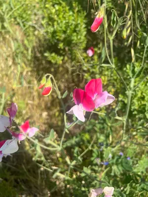 Sweet Pea (Lathyrus odoratus) - real photo