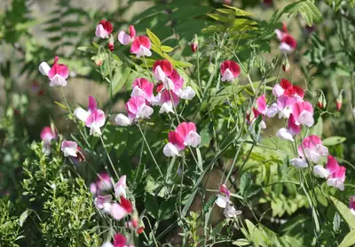 Sweet Pea (Lathyrus odoratus) - real photo