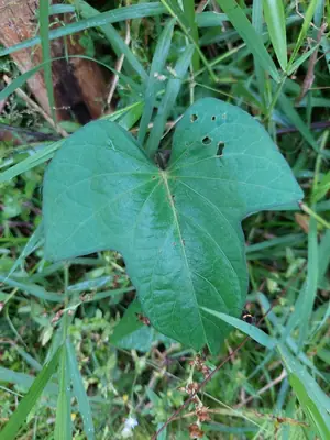 Sweet Potato Vine (Ipomoea batatas) - real photo