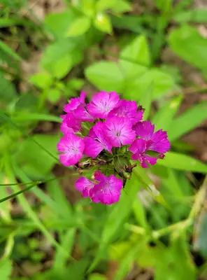 Sweet William (Dianthus barbatus) - real photo
