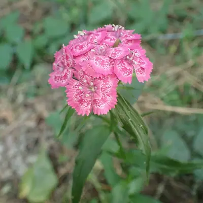 Sweet William (Dianthus barbatus) - real photo