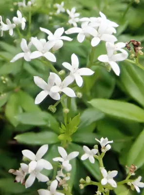 Sweet Woodruff (Galium odoratum) - real photo