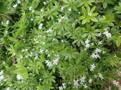 Sweet Woodruff (Galium odoratum) - real photo