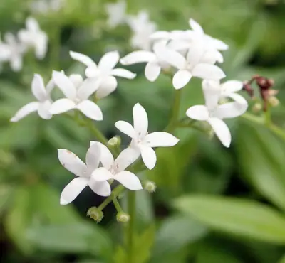 Sweet Woodruff (Galium odoratum) - real photo