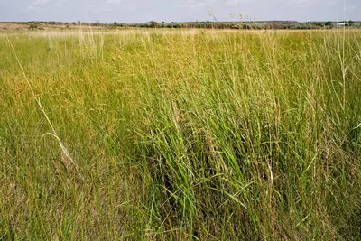 Switchgrass (Panicum virgatum) - real photo