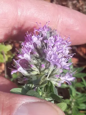 Thyme (Thymus) - real photo