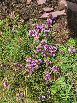 Thyme (Thymus) - real photo