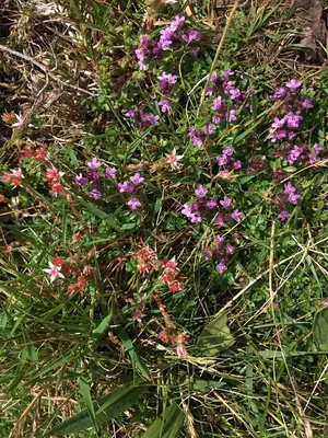Thyme (Thymus) - real photo