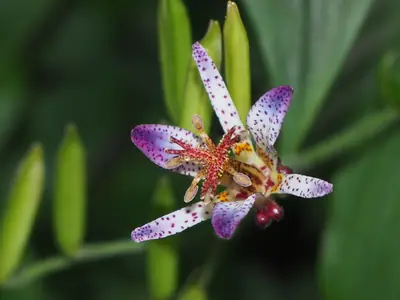 Toad Lily (Tricyrtis) - real photo