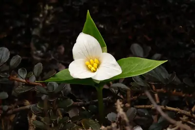 Trillium - real photo
